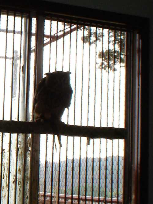window grates and perch for an Eagle Owl